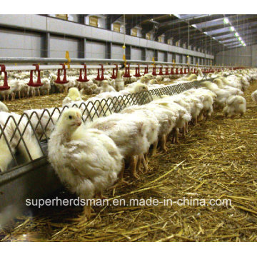 Automatic Poultry Farming Equipment for Breeder